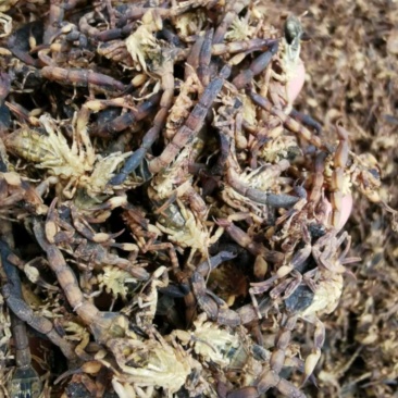 纯干货统装500g振兴药材购销站