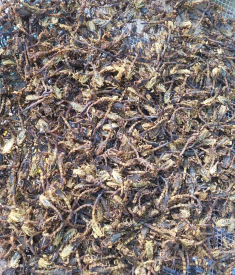 纯干货统装500g振兴药材购销站