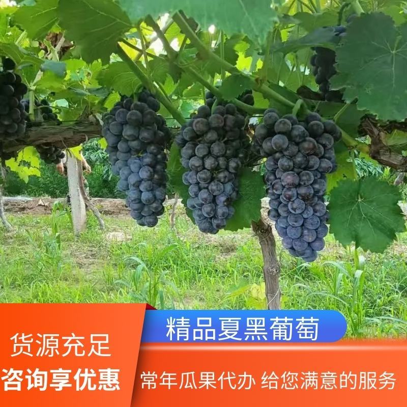 夏黑葡萄，陕西夏黑葡萄，夏黑葡萄价格，早夏葡萄产地