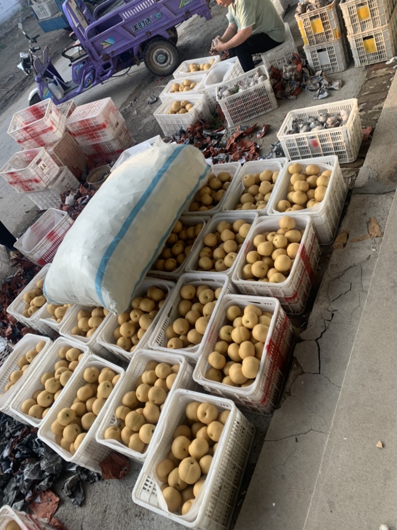 丰水梨