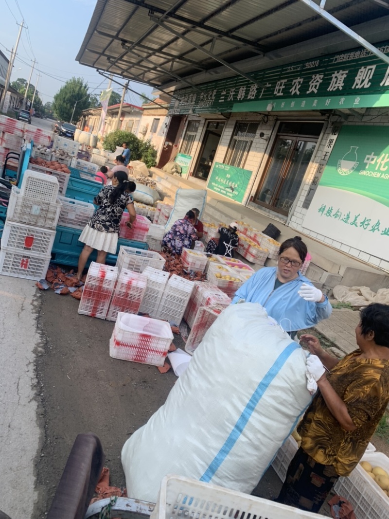 丰水梨