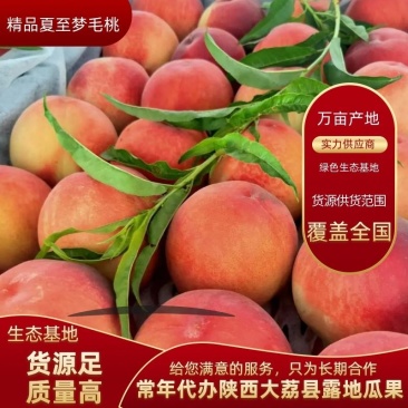 中华桃王价格，膜袋毛桃，阿布白桃，秦王桃，超越毛桃批发