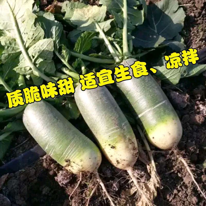 【大青头萝卜种】青头萝卜露头萝卜高产优质种子