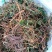 2021新货天青地白草，小火草，水洗干货，大量批发