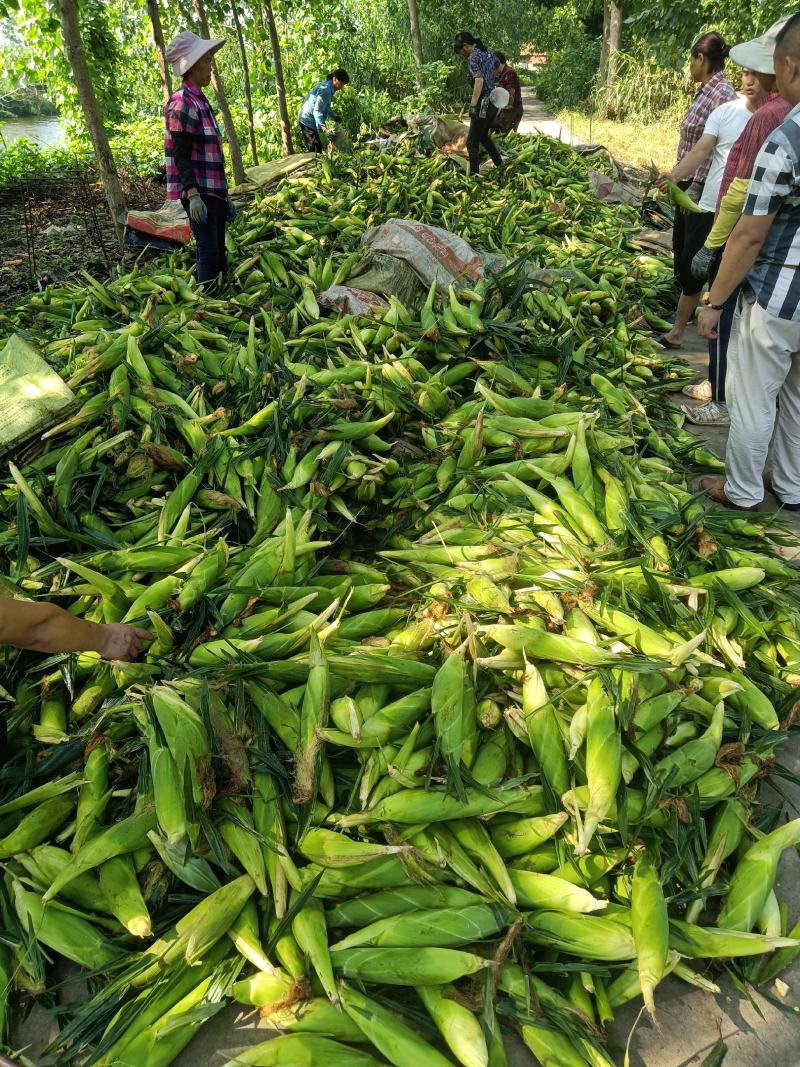 玉米香甜玉米湖北蔬菜基地直供现摘现卖新鲜香甜玉米