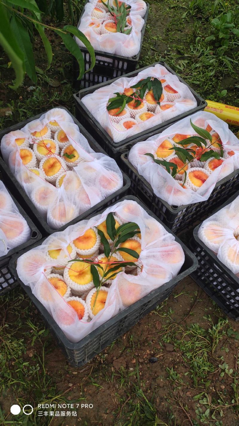 三丰山地套袋黄油蟠桃品质好口感甜7月20号上市