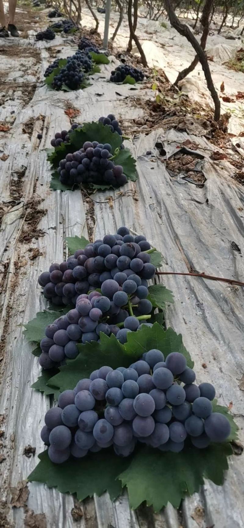 葡萄苗山东葡萄苗基地种植葡萄苗葡萄苗批发基地