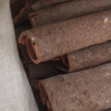 广西桂皮黑皮通大通
