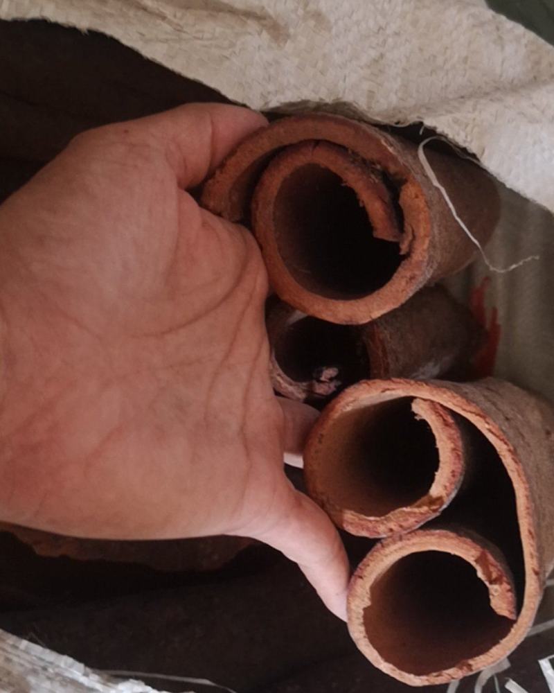 广西桂皮黑皮通大通