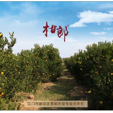 包邮正宗新会柑由广东新会核心产区可亲自采摘君和柑郎种植