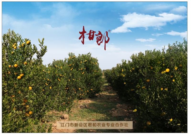 包邮正宗新会柑由广东新会核心产区可亲自采摘君和柑郎种植