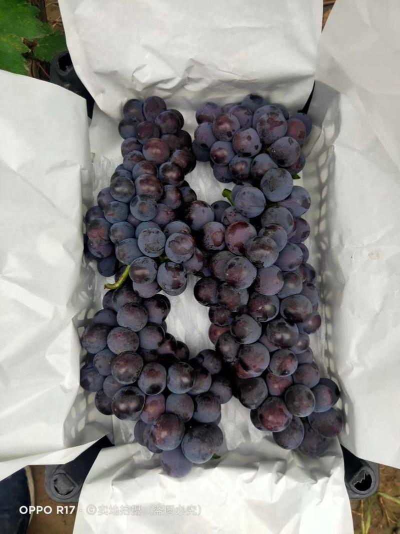 2023年周头京亚葡萄大量上市，口感颜色都好，质量比往年
