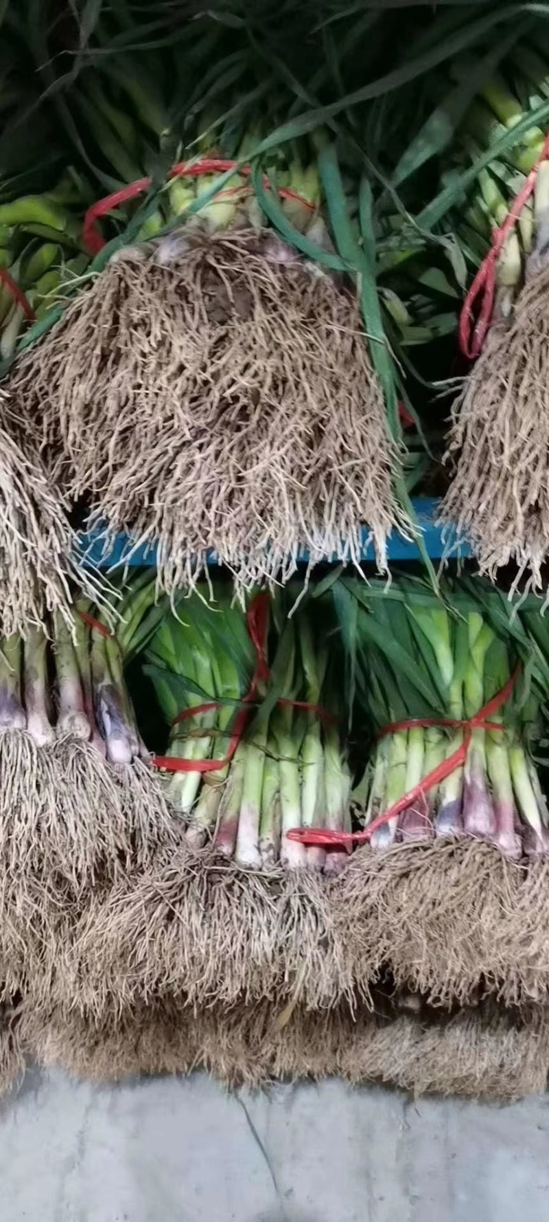 蒜苗，武山红根蒜苗产地直发现挖现发诚信经营价格优