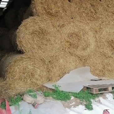 小麦秸秆