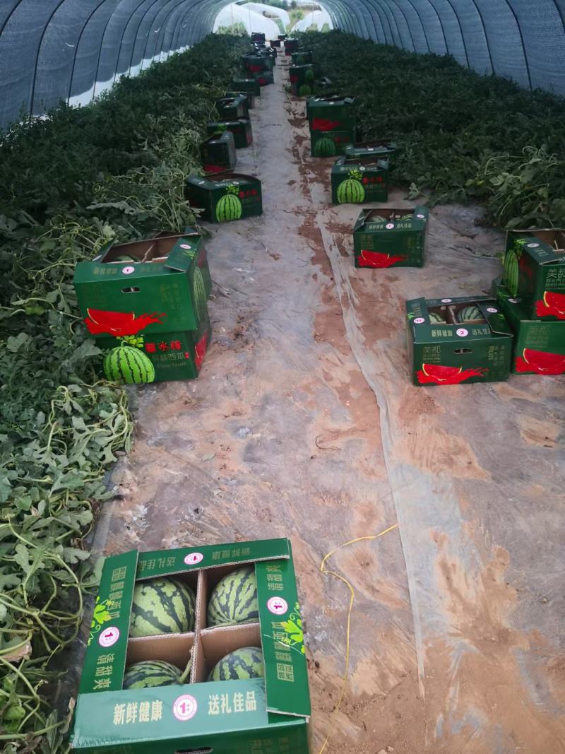 甘肃台商美都无籽糖份高，爽脆可口皮薄肉多，欢迎全国客商超