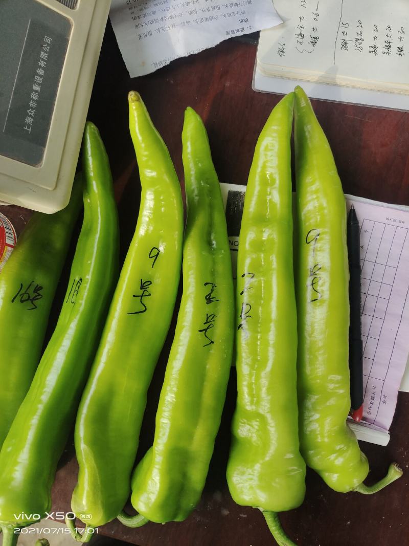 （热销）山西大同尖椒辣椒品质上乘，货源充足，全国发货