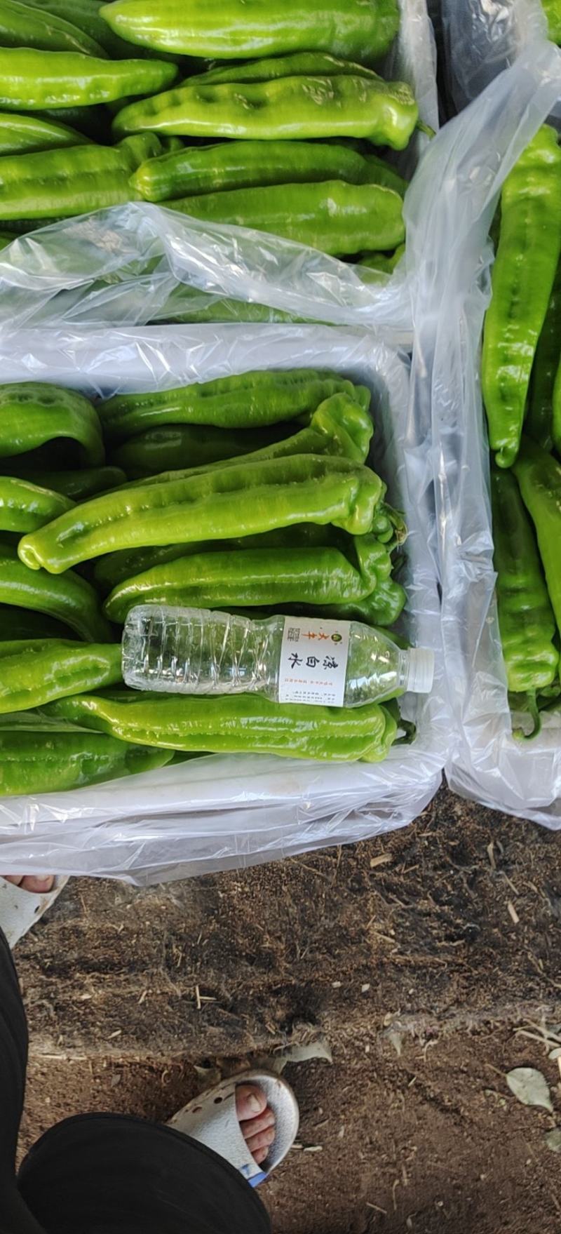 （热销）山西大同尖椒辣椒品质上乘，货源充足，全国发货