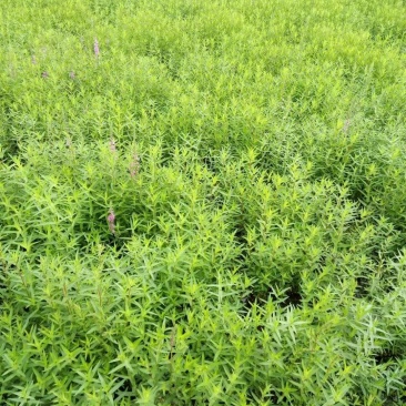 千屈菜物美价廉，春季种植，工地种植，上杯苗都可以