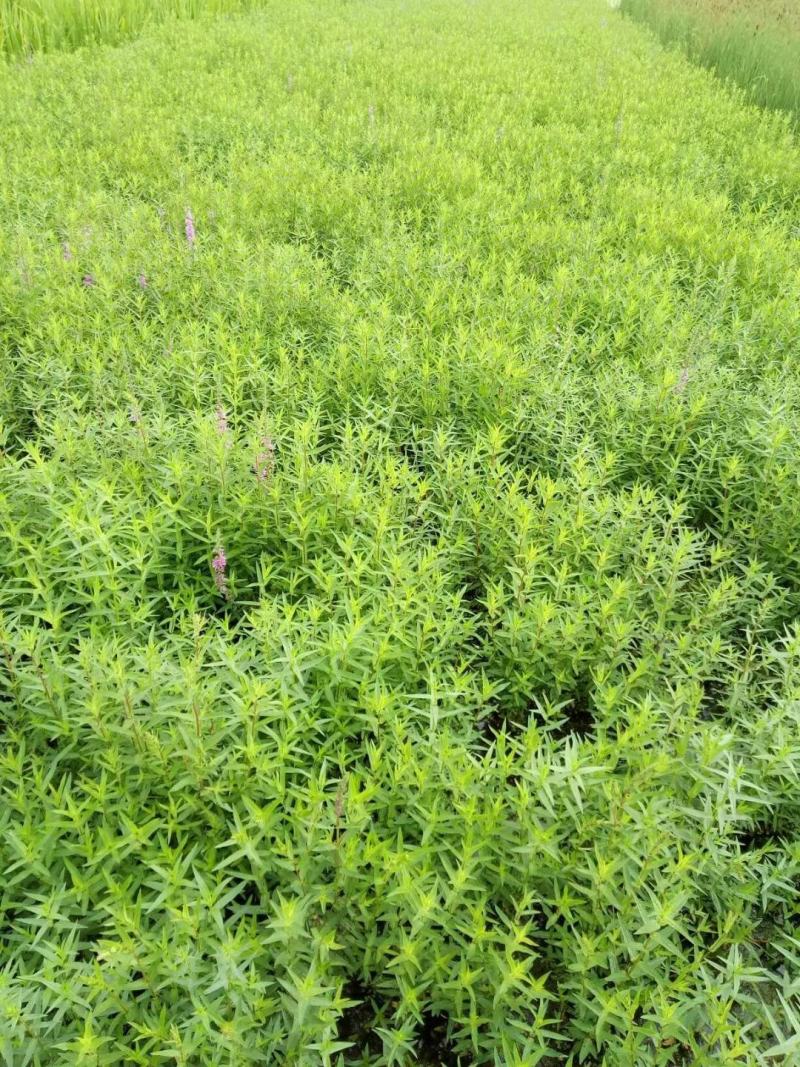 千屈菜物美价廉，春季种植，工地种植，上杯苗都可以