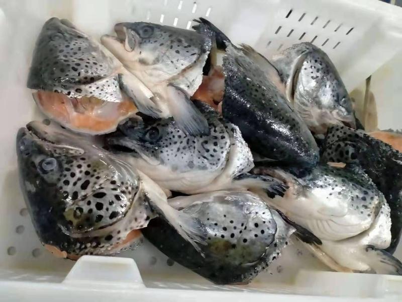 【4斤装】三文鱼头新鲜炖汤批发进口海鲜水产三文鱼边角料非