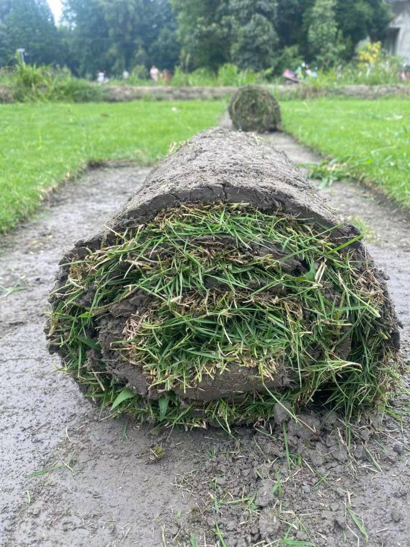 台湾二号混播草结喽草成都千亩草坪