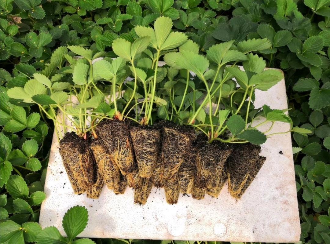 草莓定植操作示意图