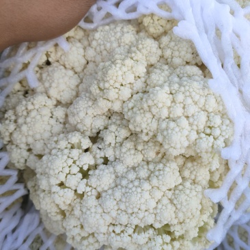 菜花有机花菜质量保证大量上市一手货源欢迎选购