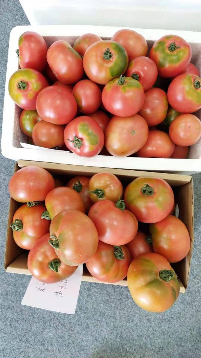 口感番茄西红柿草莓柿子京采六号熊蜂授粉自然成熟新鲜上市