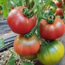 口感番茄西红柿草莓柿子铁皮柿子熊蜂授粉自然成熟新鲜上市