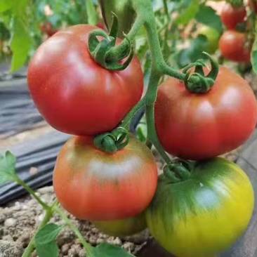 口感番茄西红柿草莓柿子京采六号熊蜂授粉自然成熟新鲜上市