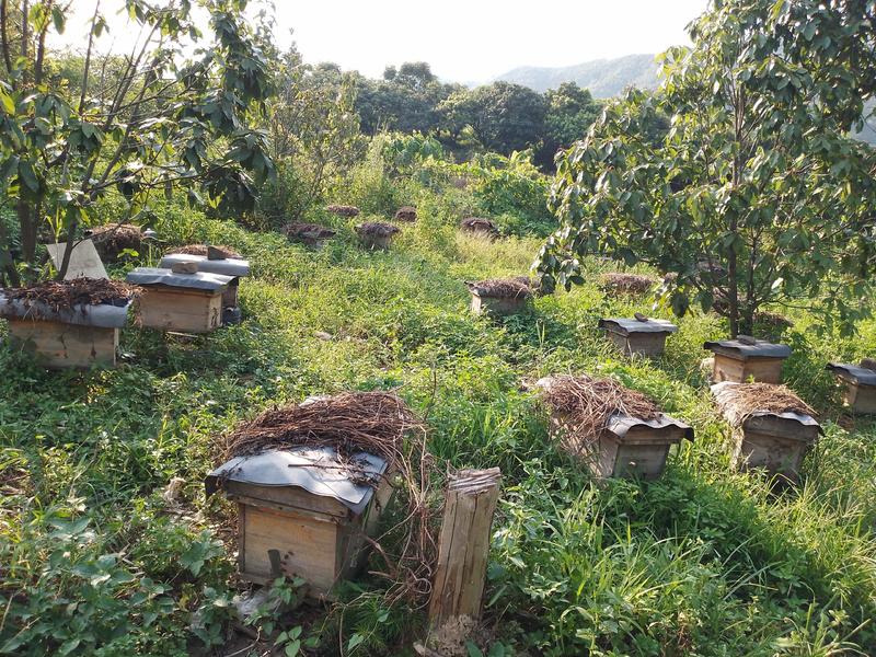 供深山蜂场纯蜂蜜，春蜜百花茘枝龙眼蜜夏蜜乌桕蜜。