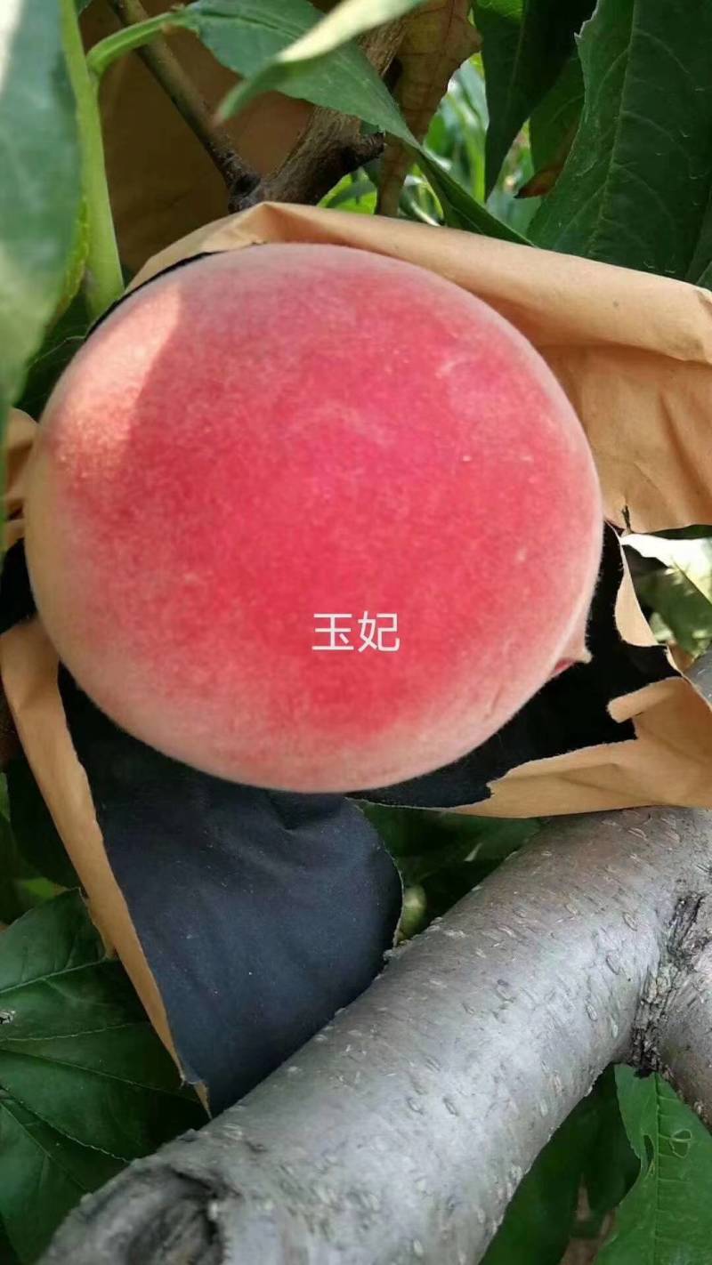 山东肥城脆甜玉妃上市，