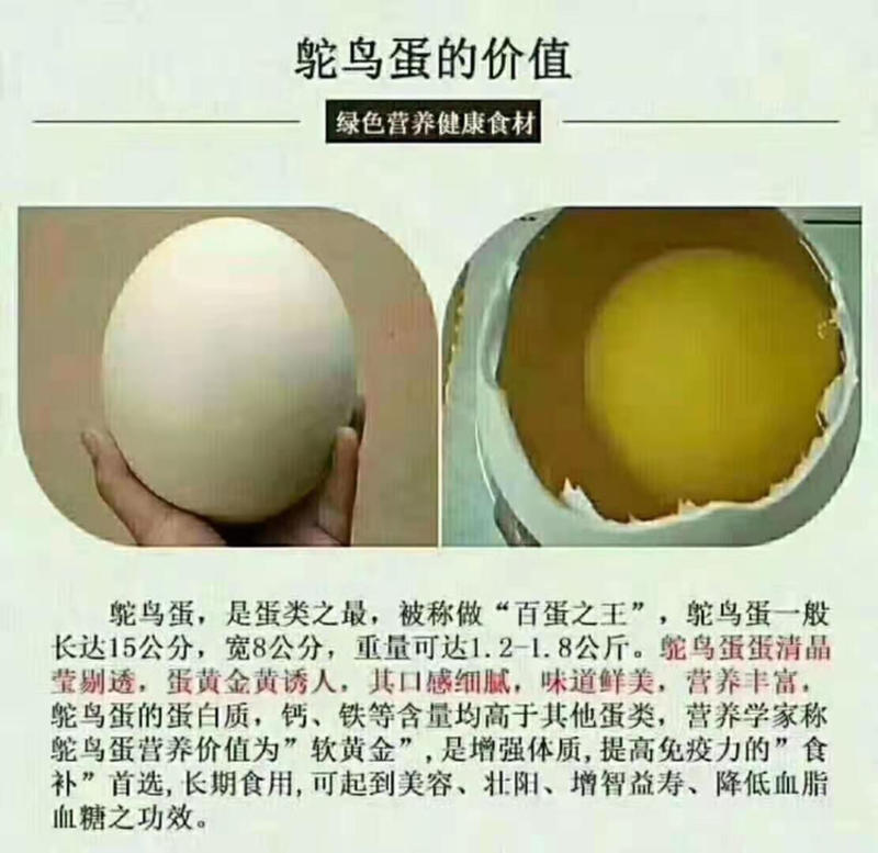 【新鲜鸵鸟蛋】可食用鸵鸟蛋精品礼盒装滋补健康送礼佳品