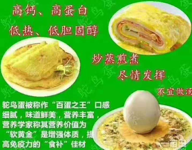 【新鲜鸵鸟蛋】可食用鸵鸟蛋精品礼盒装滋补健康送礼佳品