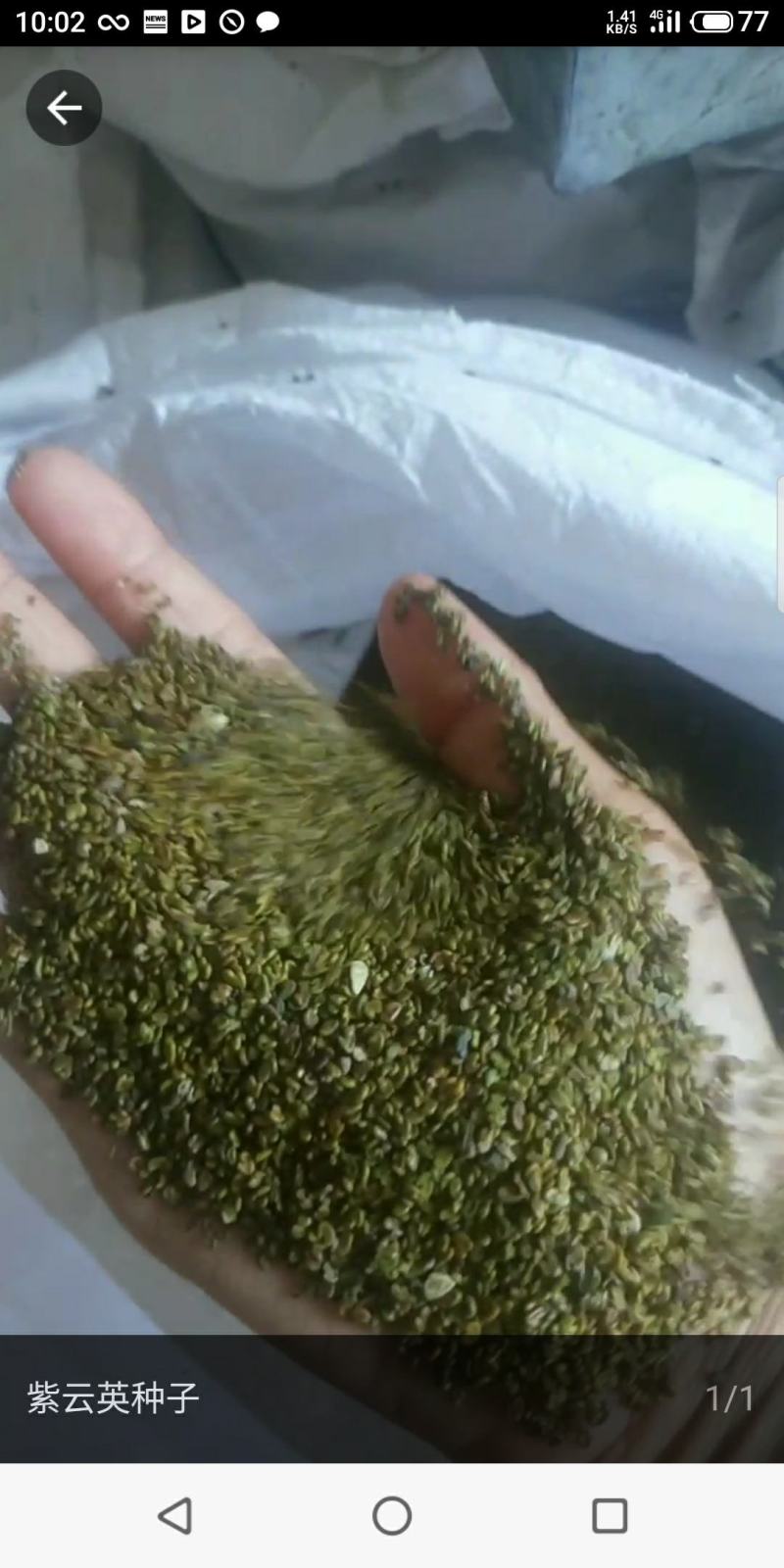紫云英种子