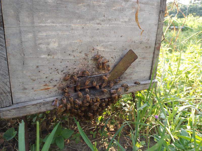供深山蜂场纯蜂蜜，春蜜百花茘枝龙眼蜜夏蜜乌桕蜜。