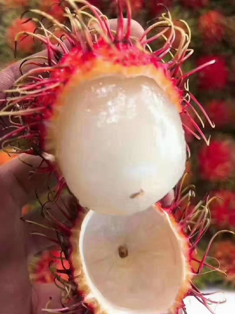 正宗保亭7号果