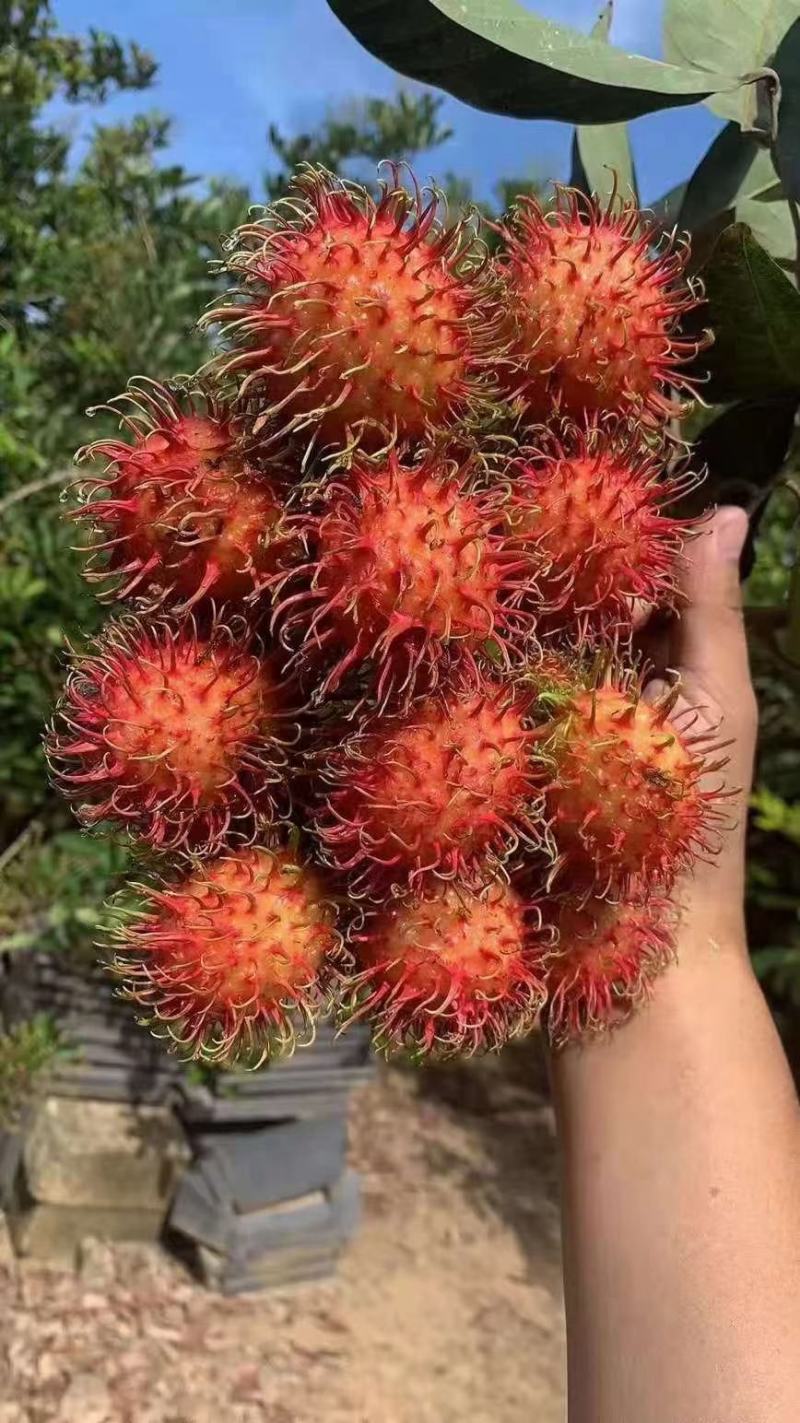 正宗保亭7号果