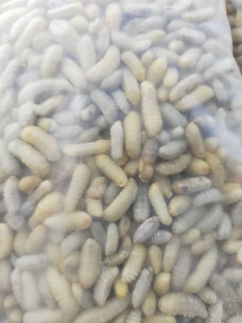 树蜂3级精品蜂蛹熟冻生冻都有货，货源充足电联采购