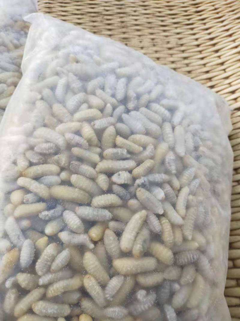 树蜂3级精品蜂蛹熟冻生冻都有货，货源充足电联采购