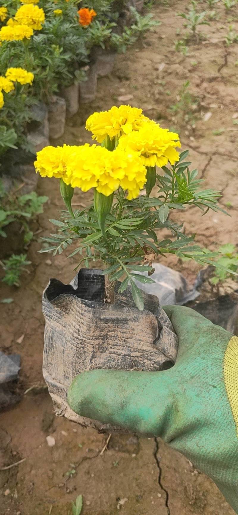 万寿菊