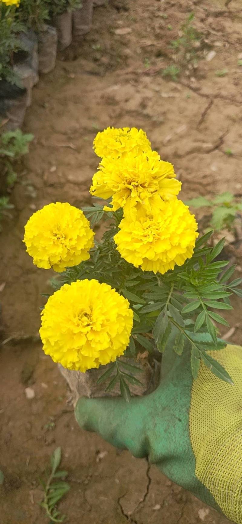 万寿菊