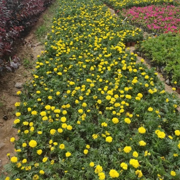 万寿菊