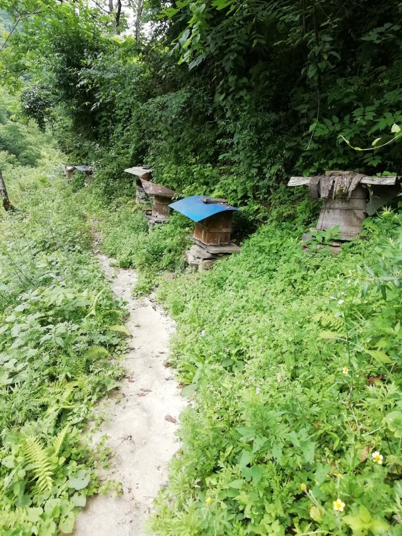 蜂蜜，中蜂土蜂蜜，自产自销，重庆城口，常年有货。假一赔十