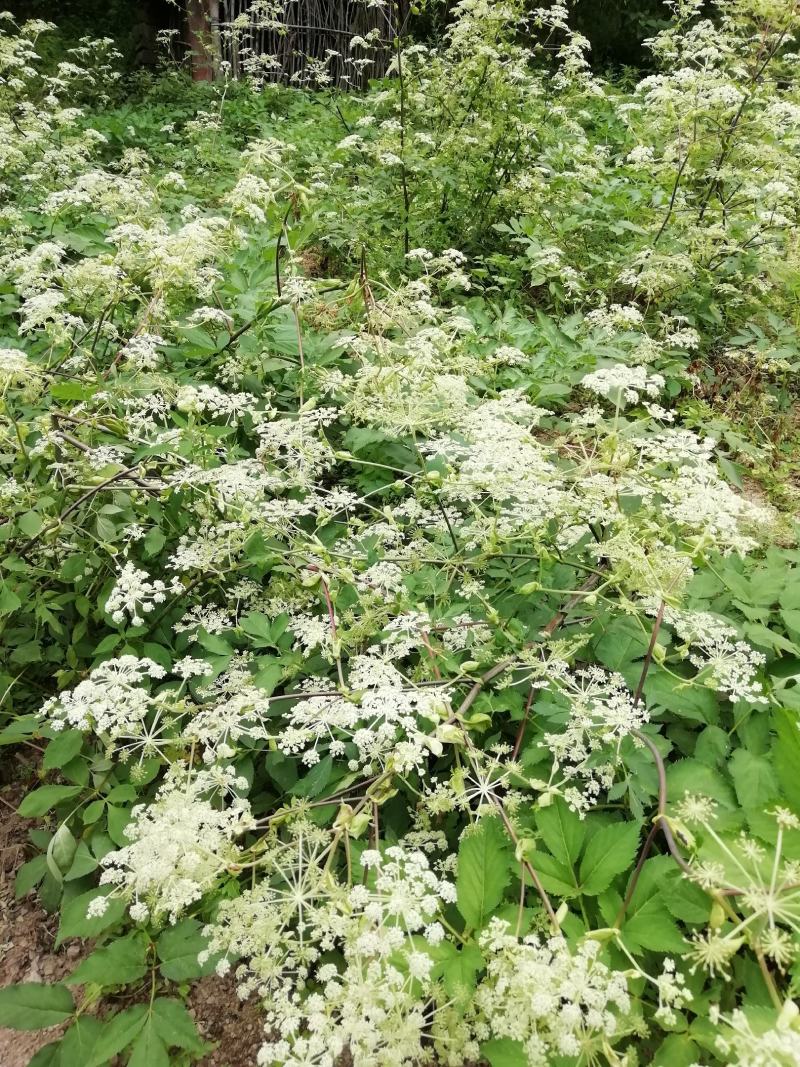 蜂蜜，中蜂土蜂蜜，自产自销，重庆城口，常年有货。假一赔十