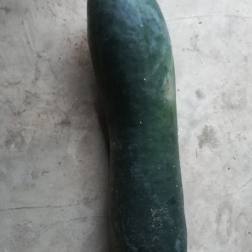 质量好的地冬瓜
