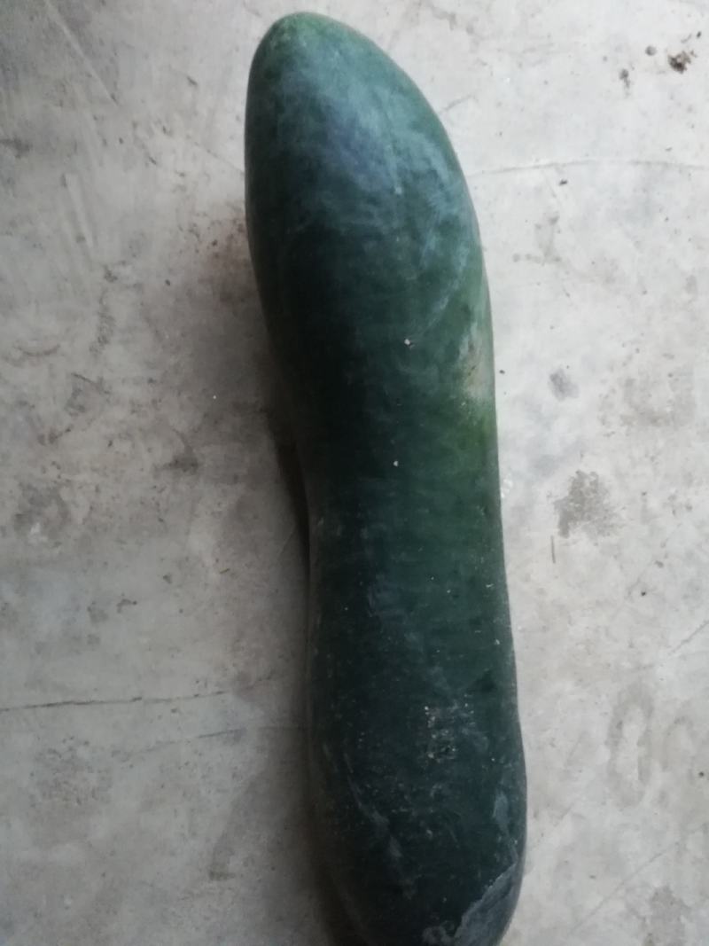 质量好的地冬瓜