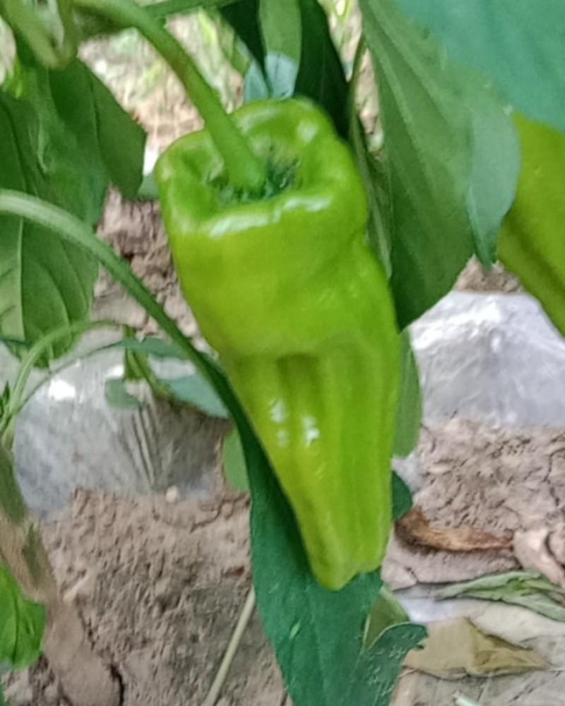 薄皮菜椒第三茬量大色美。