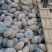 盘龙