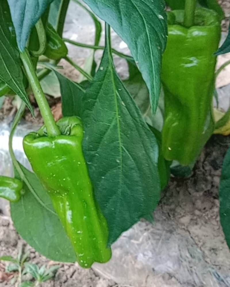 薄皮菜椒第三茬量大色美。